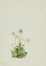 Nymphe des bois Moneses uniflora, 1925