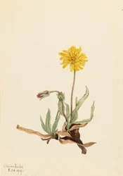 Agoseris laineuse, 1919