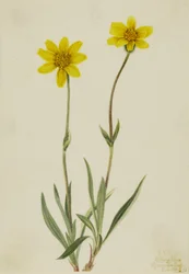 Arnica laineux (Arnica tomentosa)