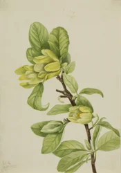 Concombre jaune (Magnolia cordata)