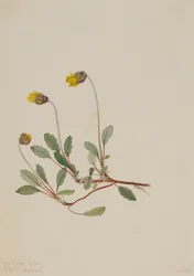 Dryade jaune (Dryas drummondii)