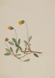 Dryade jaune Dryas drummondii