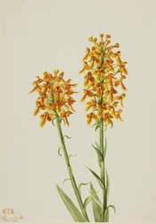 Orchidée à frange jaune (Habenaria ciliaris)