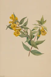 Jessamine jaune Gelsemium sempervirens