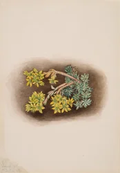 Orpin jaune Sedum stenopetalum, 1922