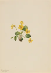 Violette jaune (Viola orbiculata)
