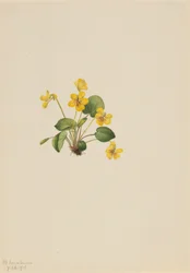 Violette jaune