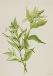 Epilobe jaune (Epilobium lutem)