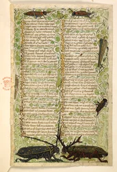 Coléoptères cornus, grillons et criquet. Traité sur les vertus et les vices, et une histoire anonyme en prose de la Sicile (fragment)