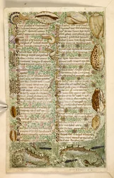 Add. 28841, f.3v: Hippocampes, escargots et coquillages, d