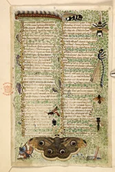 Guêpes, papillons de nuit, libellules et une chenille, d