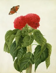 Celosia argentea cristata et papillon
