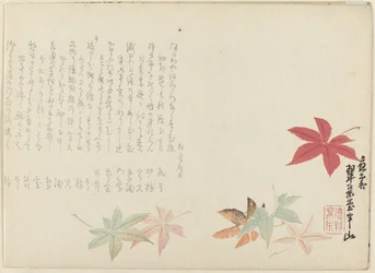 Érable japonais