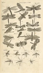 Tab III, Libellules, Illustration de 