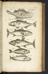 Tab III, Tunas, Illustration de 