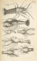 Tab II, Homards, Illustration de 