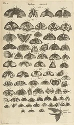 Tab. IV, Papillons et mites, Illustration de 