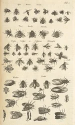 Tab I, Abeilles et guêpes, Illustration de 