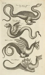 Planche XII, créatures mythiques, dragons, illustration tirée de « Historiæ naturalis de quadrupetibus »