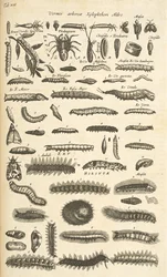 Tab XIX, Chenilles, Illustration de 