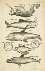 Tab XLIII, Dauphins, Illustration de 