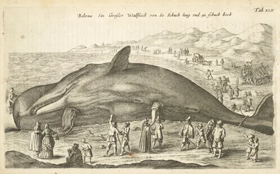 Tab XLII, Baleine, Illustration de 