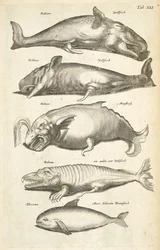 Tab XLI, Baleines, Illustration de 