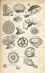 Tab XVIII, Vie marine, Illustration de 