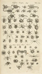 Tab XVIII, Scorpions terrestres et Arachnides, Illustration de 