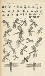 Tab XVII, Libellules, Illustration de 