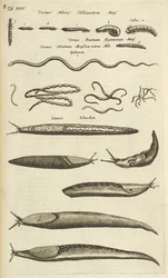 Tab XXIV, Limaces et vers, Illustration de 