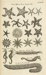 Tab XXVIII, Étoiles de mer et hippocampes, Illustration de 