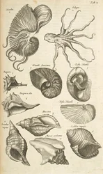 Tab X, Pieuvres et coquilles de Nautilus, Illustration de 