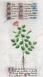 Le Livre des simples médecines - traduction en français du manuscrit latin du 12e siècle de Matthaeus Platearius, médecin à Salerne, Italie.