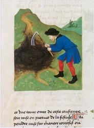 Le Livre des simples médecines - traduction en français du manuscrit latin du 12e siècle de Matthaeus Platearius (parchemin)