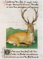 Le Livre des simples médecines - traduction en français du manuscrit latin du 12e siècle de Matthaeus Platearius (parchemin)