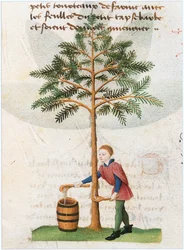 Le Livre des simples médecines - traduction en français du manuscrit latin du 12e siècle de Matthaeus Platearius (parchemin)