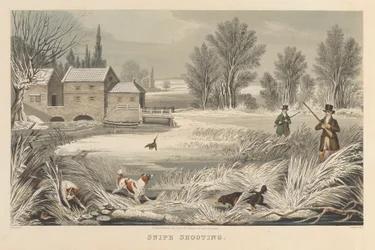 Chasse à la bécassine