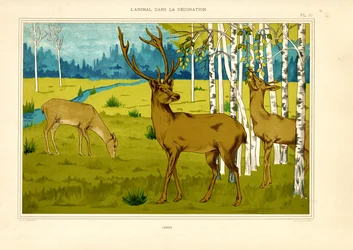 Cerf dans un paysage de forêt de bouleaux (litho)