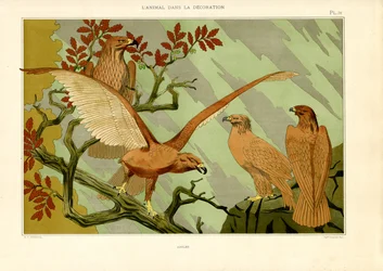 Aigles en représentation naturaliste Art Nouveau (lithographie)