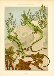 Motif naturaliste de lézard en Art nouveau (litho)