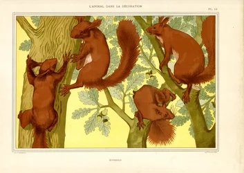 Écureuils dans un chêne (litho)