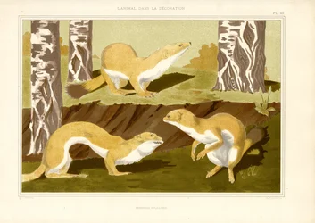 Étude de sangliers dans une forêt de bouleaux (lithographie)