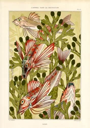 Poisson stylisé parmi des plantes marines (litho)
