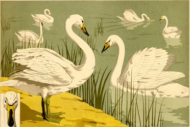 Swans in Reeds as Decorative Nature Motif (litho)