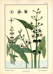 La Flèche