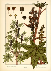 Le Ricin
