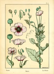 Le Pavot