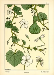 La Citrouille