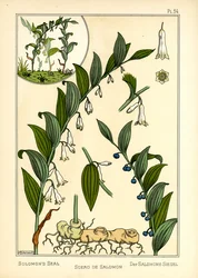 Le Sceau de Salomon